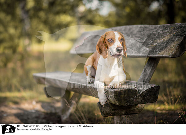 braun-wei Beagle / brown-and-white Beagle / SAD-01195