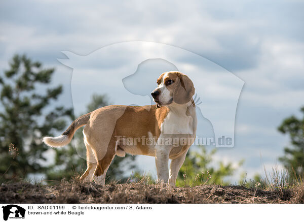 braun-wei Beagle / brown-and-white Beagle / SAD-01199