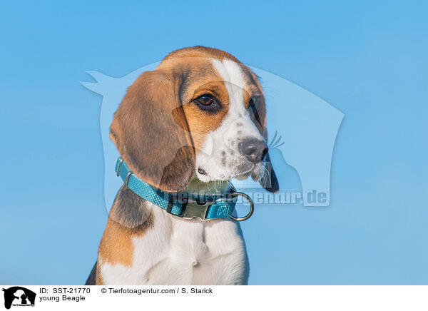 junger Beagle / young Beagle / SST-21770