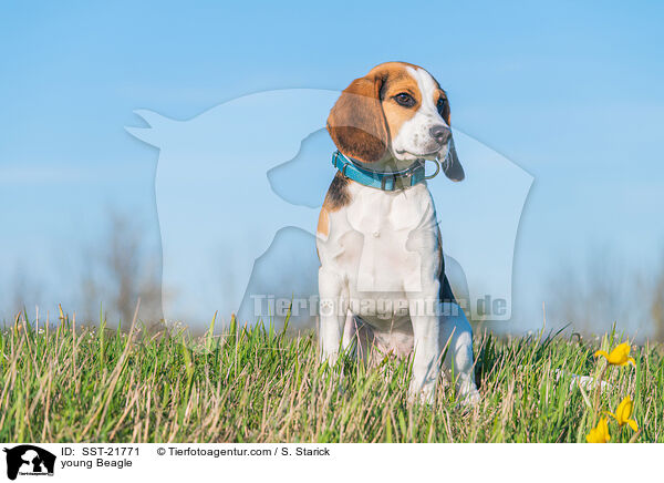 junger Beagle / young Beagle / SST-21771