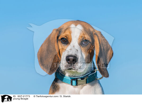 junger Beagle / young Beagle / SST-21773