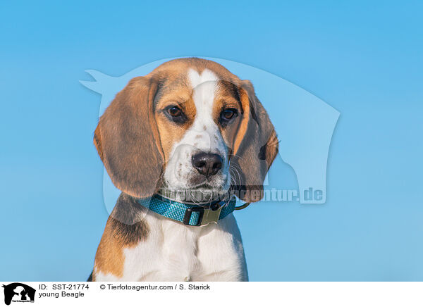 junger Beagle / young Beagle / SST-21774