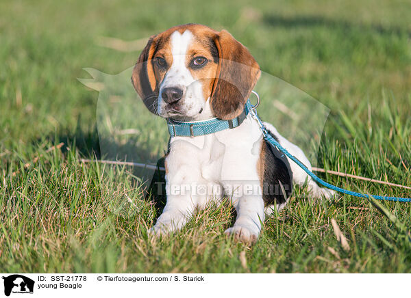 junger Beagle / young Beagle / SST-21778