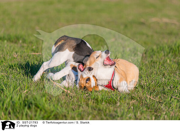 2 spielende Hunde / 2 playing dogs / SST-21783