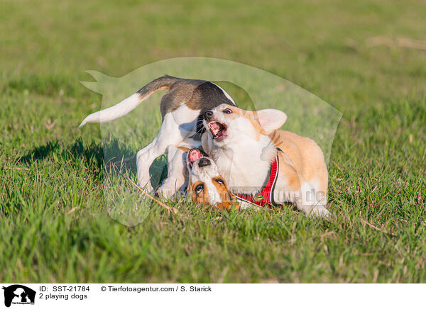 2 spielende Hunde / 2 playing dogs / SST-21784