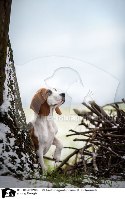 junger Beagle / young Beagle / KS-01286