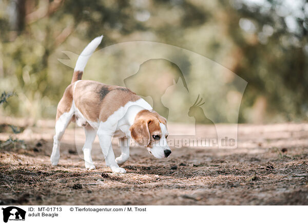 ausgewachsener Beagle / adult Beagle / MT-01713