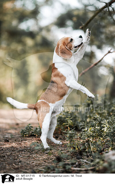 ausgewachsener Beagle / adult Beagle / MT-01715