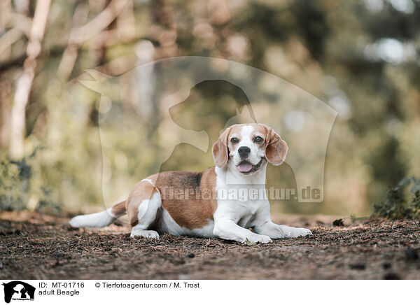 ausgewachsener Beagle / adult Beagle / MT-01716