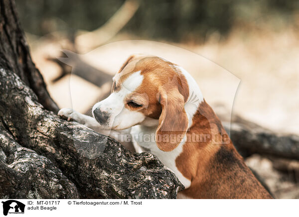 ausgewachsener Beagle / adult Beagle / MT-01717
