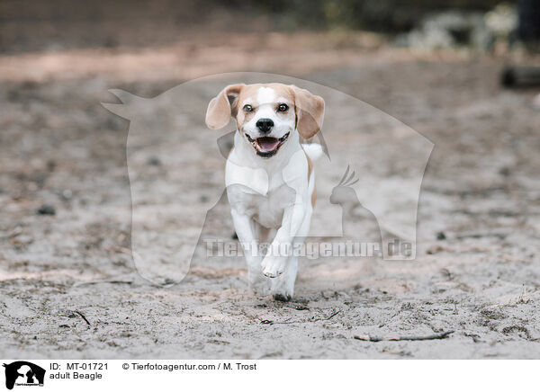ausgewachsener Beagle / adult Beagle / MT-01721