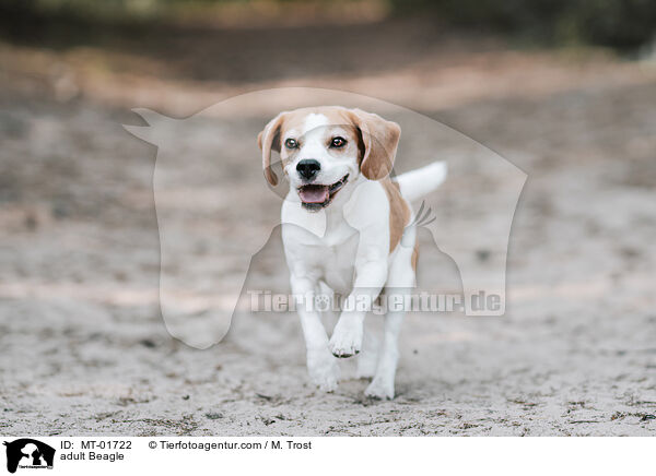 ausgewachsener Beagle / adult Beagle / MT-01722