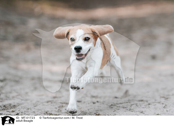 ausgewachsener Beagle / adult Beagle / MT-01723