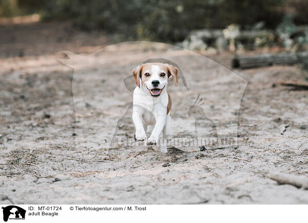 ausgewachsener Beagle / adult Beagle / MT-01724