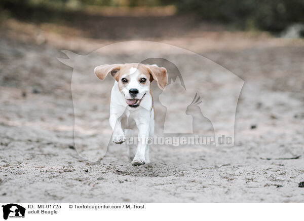 ausgewachsener Beagle / adult Beagle / MT-01725