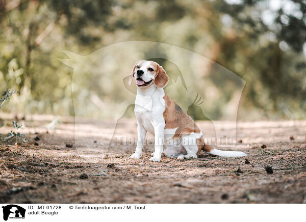 ausgewachsener Beagle / adult Beagle / MT-01728
