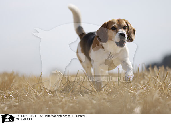 Beagle Rde / male Beagle / RR-104921