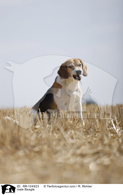 Beagle Rde / male Beagle / RR-104923