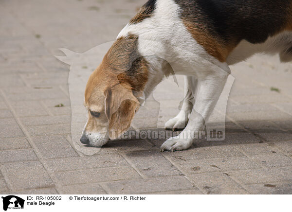 Beagle Rde / male Beagle / RR-105002