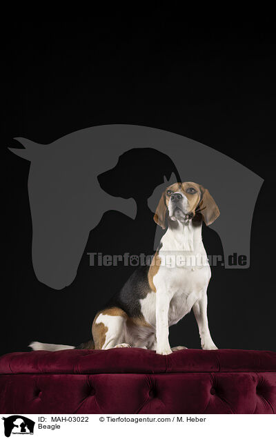 Beagle / Beagle / MAH-03022