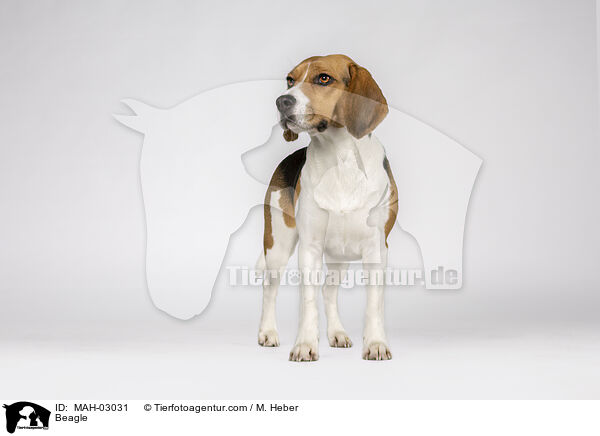 Beagle / Beagle / MAH-03031