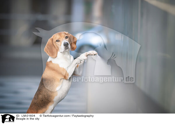 Beagle in the city / LM-01604
