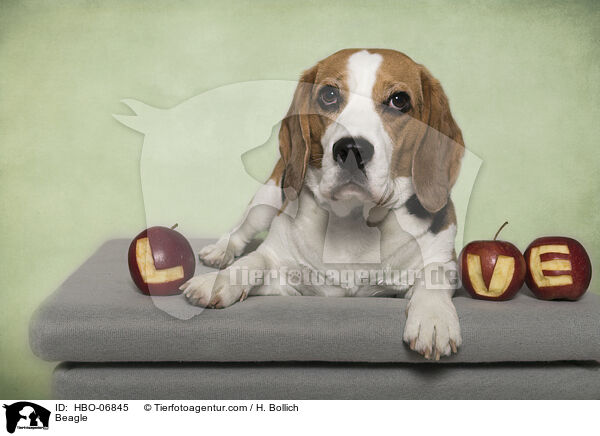 Beagle / Beagle / HBO-06845