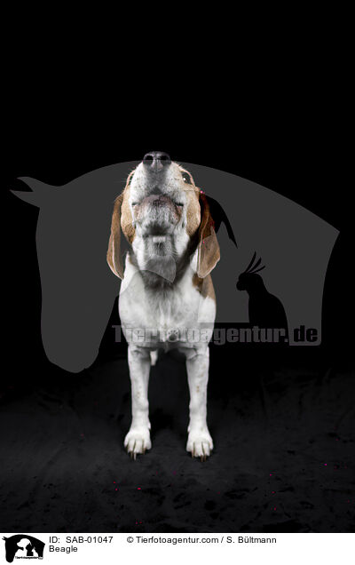 Beagle / Beagle / SAB-01047