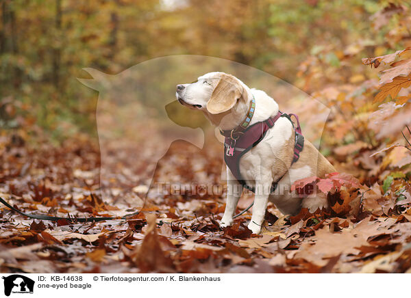 einugiger Beagle / one-eyed beagle / KB-14638