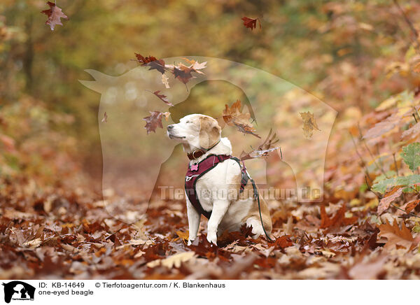 einugiger Beagle / one-eyed beagle / KB-14649