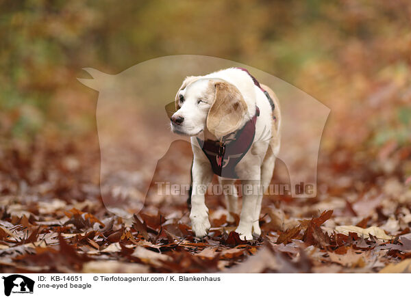 einugiger Beagle / one-eyed beagle / KB-14651