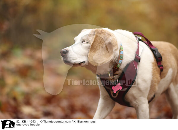 einugiger Beagle / one-eyed beagle / KB-14653