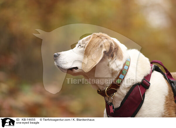 einugiger Beagle / one-eyed beagle / KB-14655