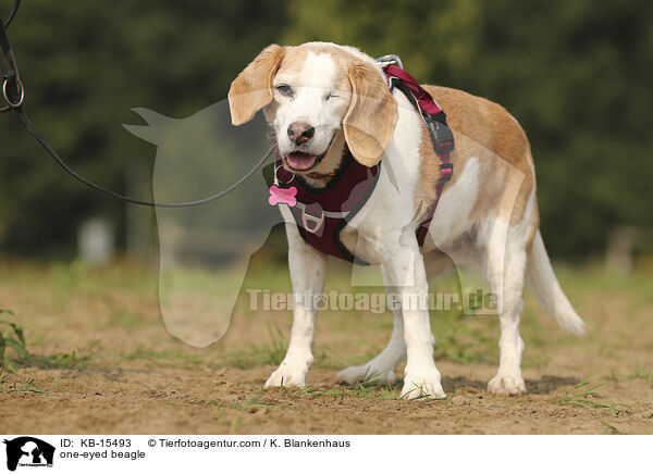 einugiger Beagle / one-eyed beagle / KB-15493