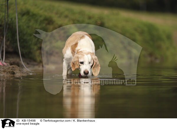 einugiger Beagle / one-eyed beagle / KB-15498