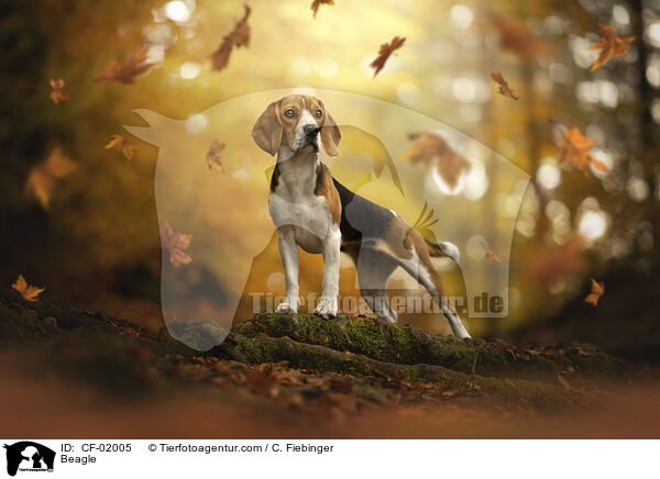 Beagle / Beagle / CF-02005