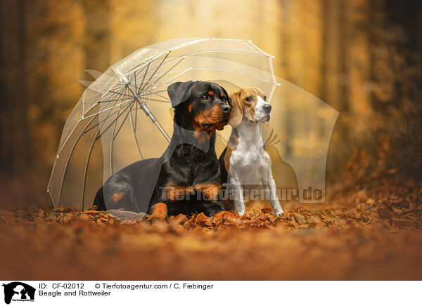 Beagle und Rottweiler / Beagle and Rottweiler / CF-02012