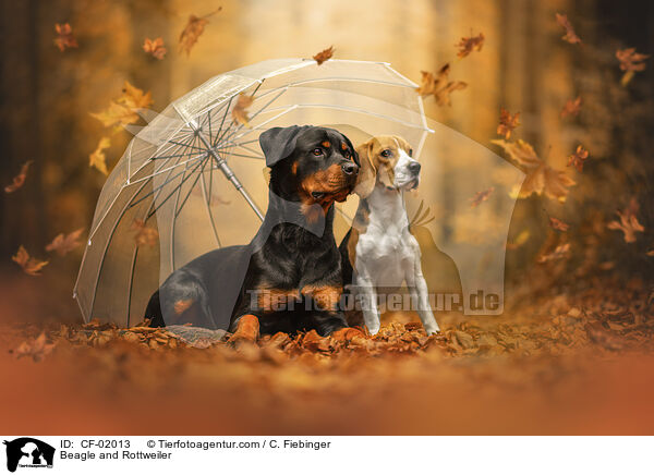 Beagle und Rottweiler / Beagle and Rottweiler / CF-02013