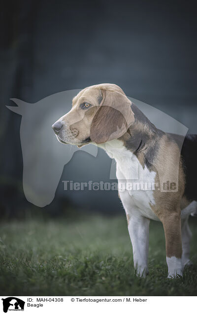 Beagle / Beagle / MAH-04308