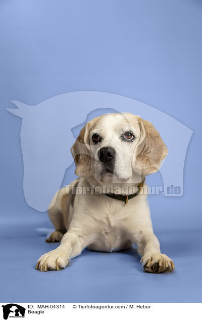 Beagle / Beagle / MAH-04314