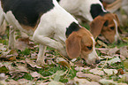 snuffling Beagle