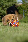 playing Beagle