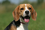 Beagle Portrait