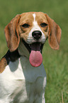 Beagle Portrait