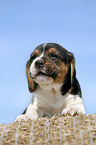 Beagle Puppy