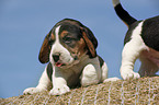 Beagle Puppy