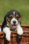 Beagle pup in basket