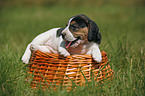 Beagle pup in basket