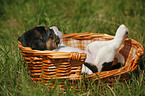 Beagle pup in basket