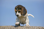 Beagle Puppy